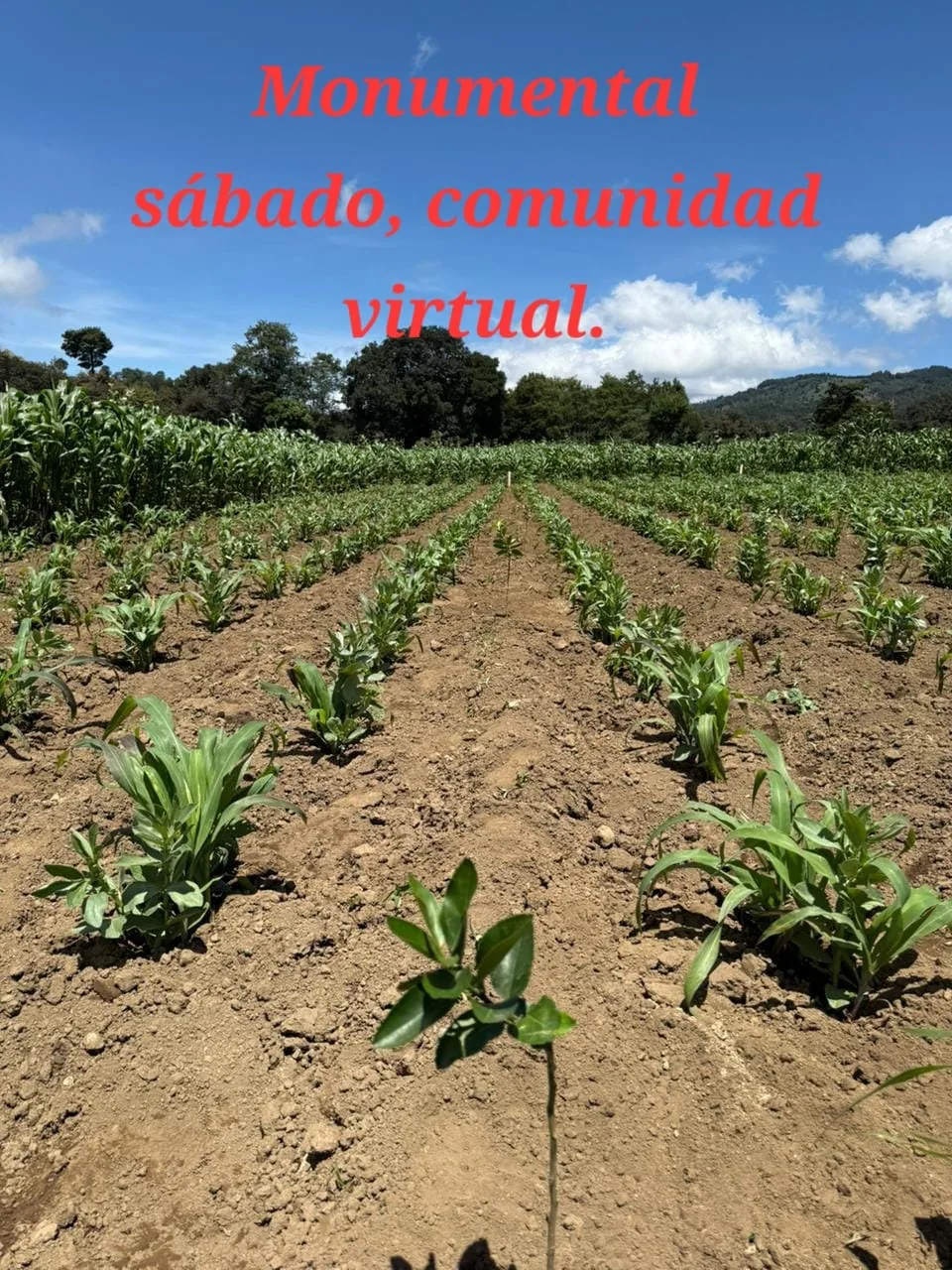 Hileras de plantas jóvenes en terreno de cultivo