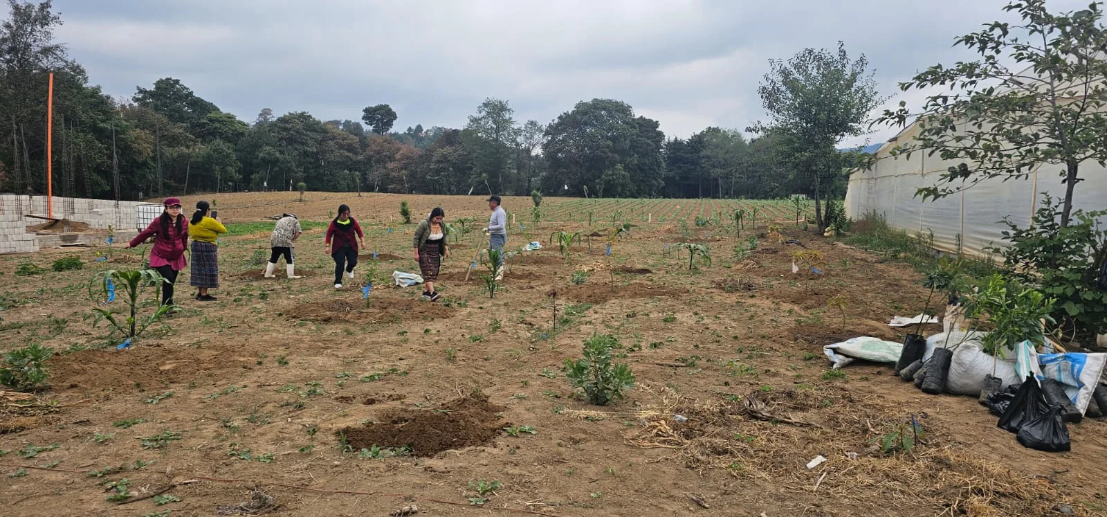 Familias y voluntarios trabajando en un vivero de plantas frutales